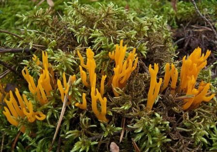   Calocera viscosa